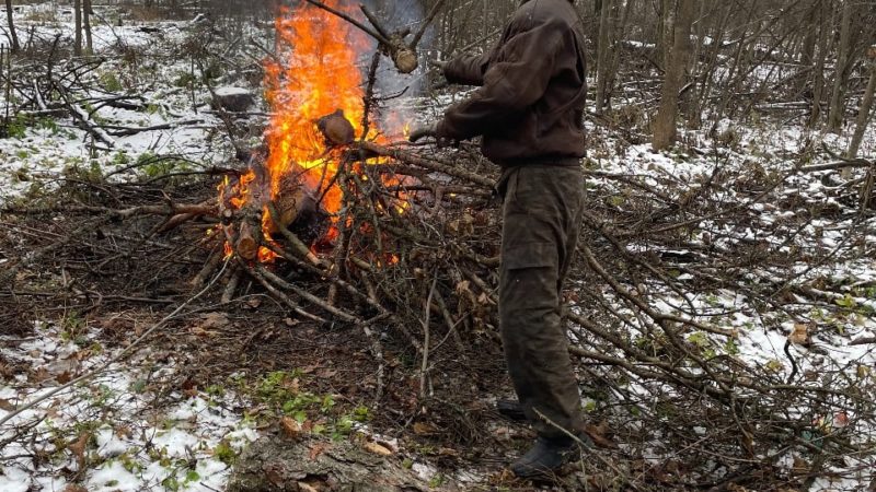 В лесах Рузского округа убирают сухостой