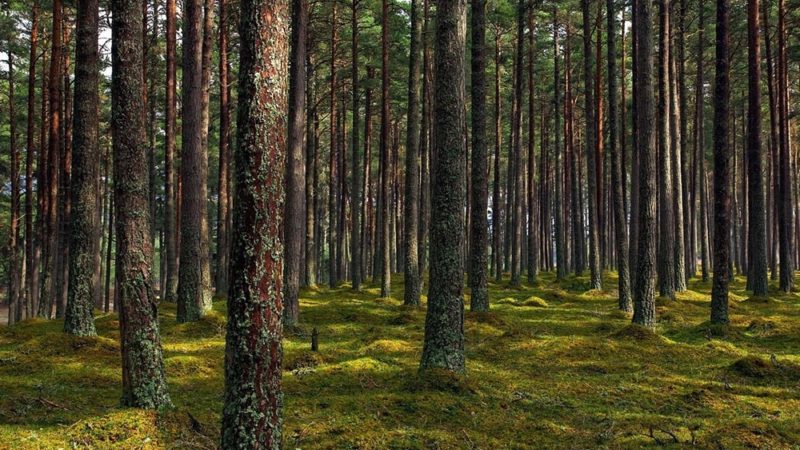В рузских и одинцовских лесах ликвидировано 47 свалок