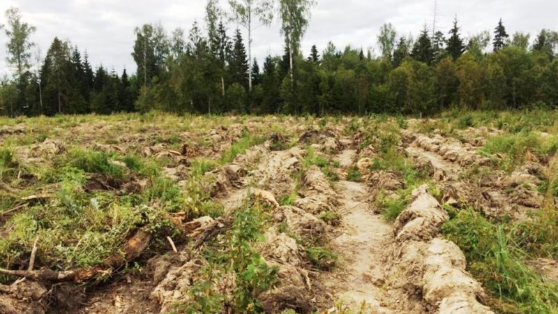 Ружанам – о санитарных рубках и лесовосстановлении