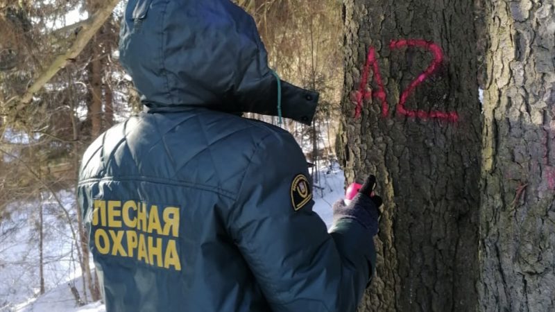 В Рузском округе ликвидируют аварийные деревья