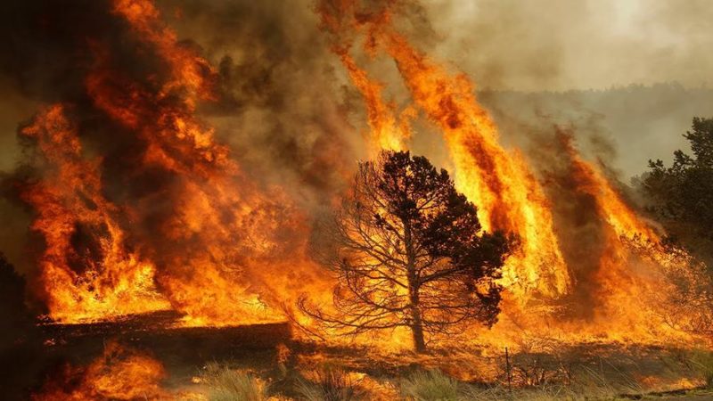 Какие штрафы грозят за несоблюдение правил пожарной безопасности в лесных массивах