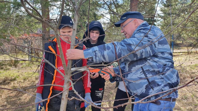 В Сытьково навели порядок в яблоневом саду
