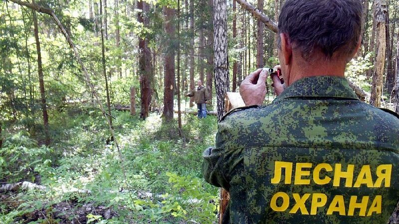 В Рузском округе запланированы санитарные рубки