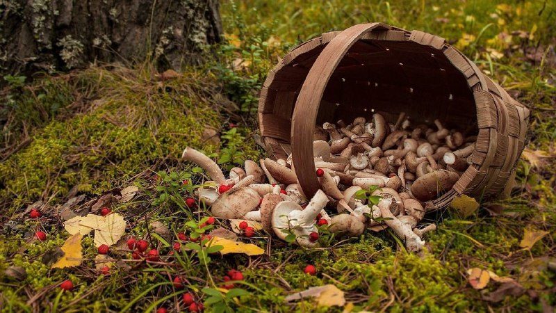 В Рузском округе пенсионерка почти сутки блуждала по лесу
