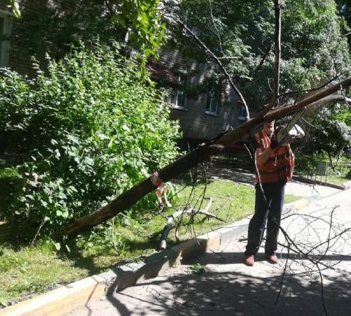 В Рузском округе кронируют деревья