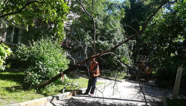 В Рузском округе обрезают деревья и кустарники