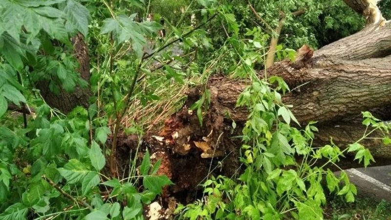 В Рузском округе во время непогоды падали деревья