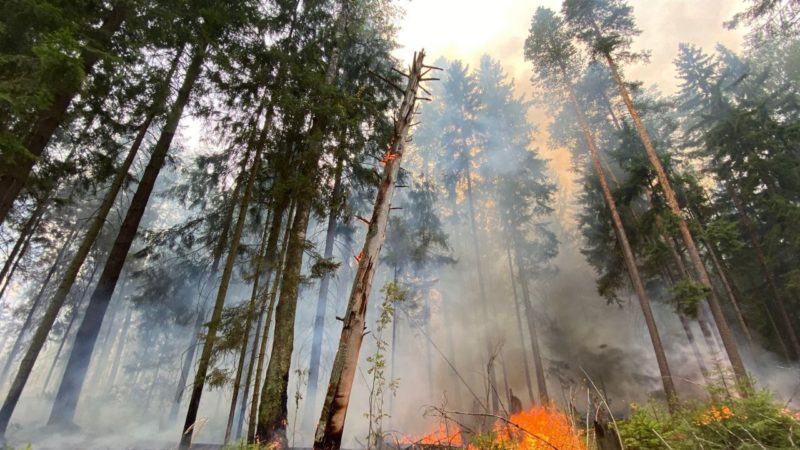 Ружанам сообщают: почти 200 пожаров ликвидировано в Подмосковье за аномально жаркий август