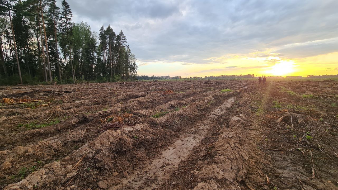 В Подмосковье готовят почву под посадки будущего леса - РузаРИА - Новости  Рузского городского округа. Фото и видео