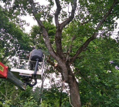 В Рузском округе убирают сухостой