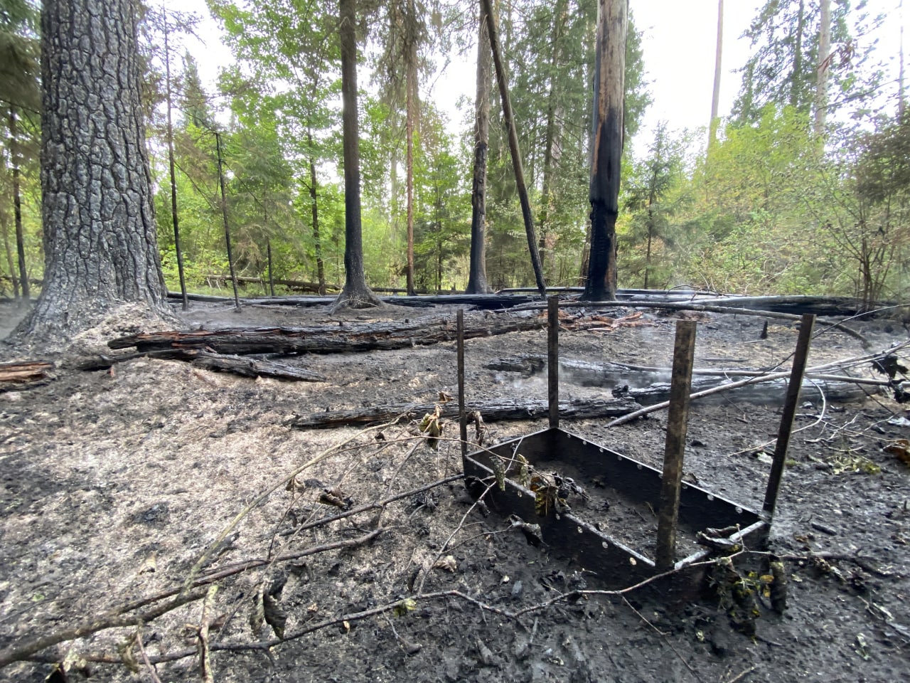 Пожар в лесу фото