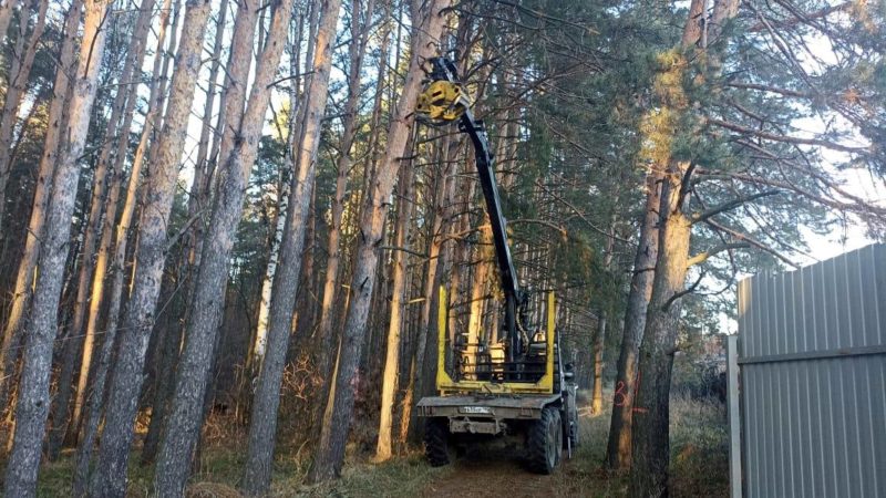 В подмосковных лесах продолжается рубка аварийных деревьев