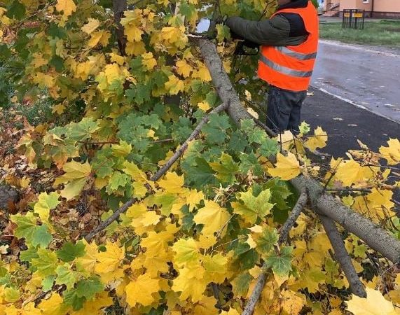 В Рузском округе проводят опиловку деревьев