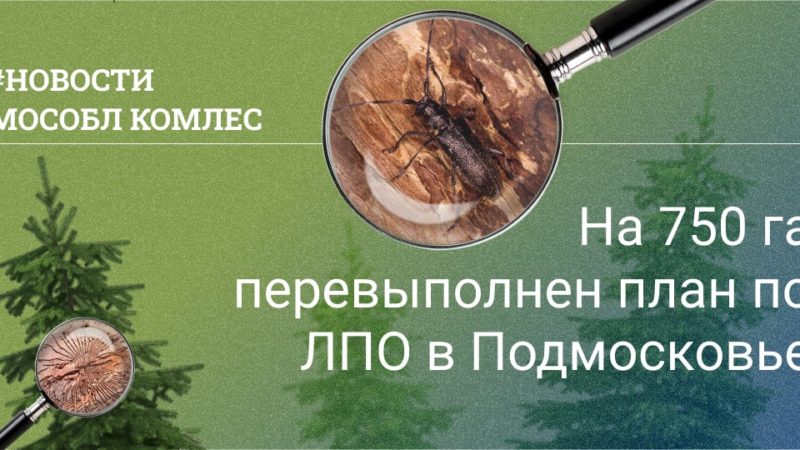 В Подмосковье на 750 гектар перевыполнен план по обследованию лесов