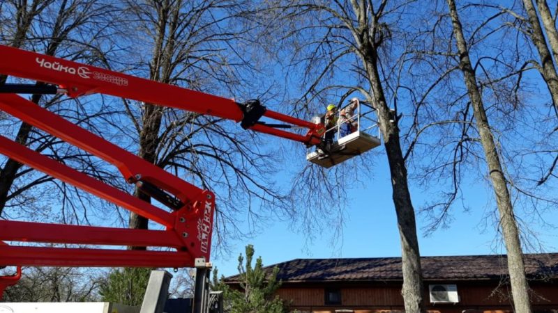 В Рузском округе кронируют деревья