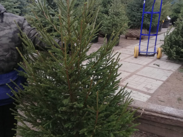 Ружанам сообщают, где приобрести елочки