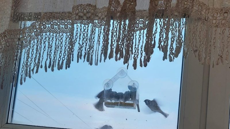 Никольские школьники помогают птицам