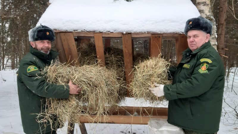 В подмосковных лесах подкармливают зверей