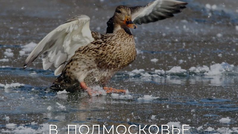 Водители и пешеходы, будьте аккуратны на дорогах!