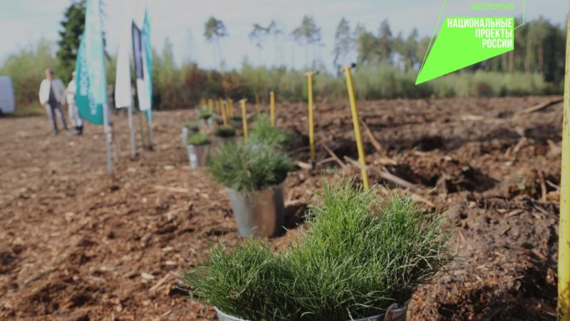 Ружанам – о воспроизводстве подмосковных лесов