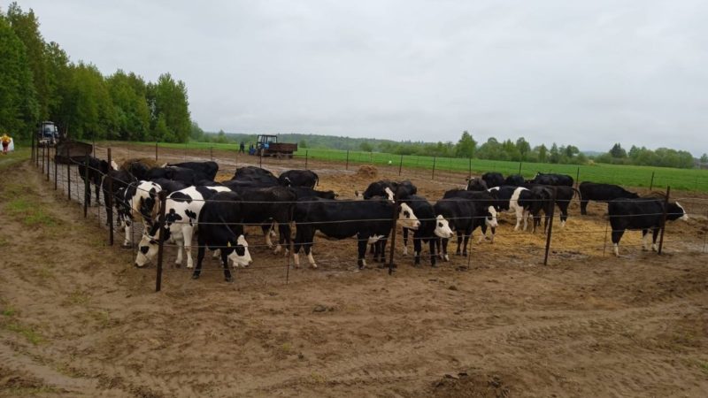 Ружан информируют о конкурсе грантов животноводства