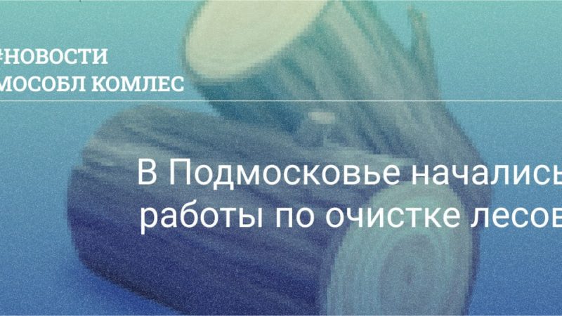 В Подмосковье начались работы по очистке лесов