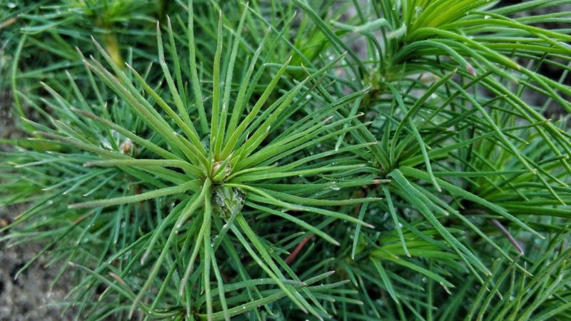 Жителей Рузского городского округа информируют: почти 6 млн сеянцев сохранят в подмосковных лесных холодильниках этой весной