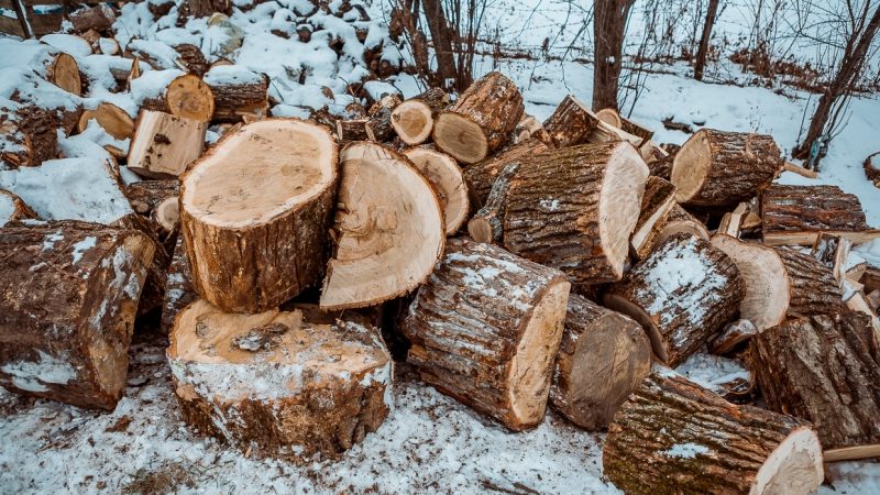 Рузские полицейские задержали местного жителя, самовольно спилившего деревья