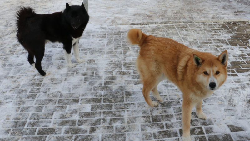 Жителям Рузского городского округа напоминают, куда сообщать о бродячих животных