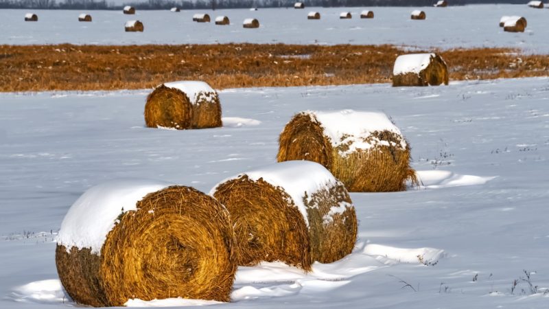 Сено из «Русского молока» похитил бывший сотрудник