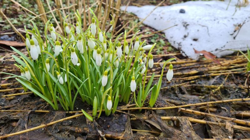 Жителям Рузского городского округа – о токсичных подснежниках