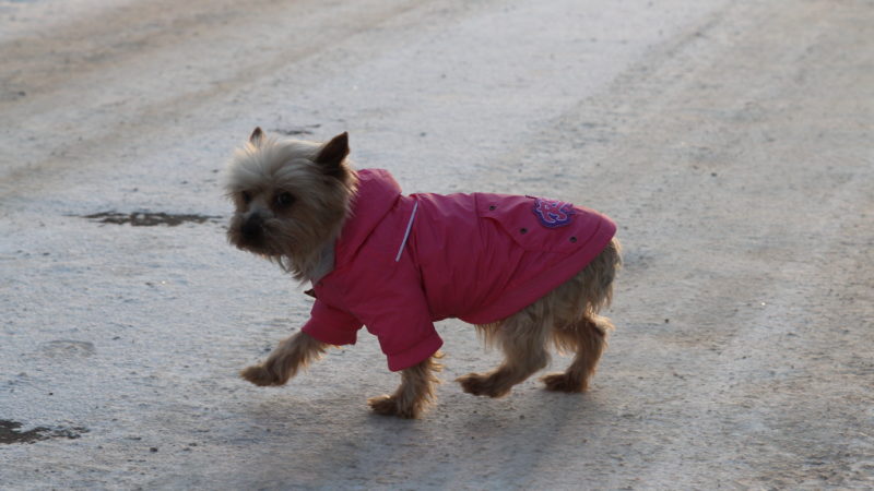 Ружанам — о правилах выгула собак