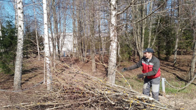 В Рузском округе кронируют деревья