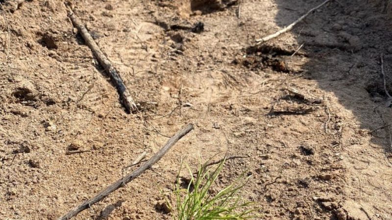 Жителям Рузского городского округа – об открытии лесокультурного сезона