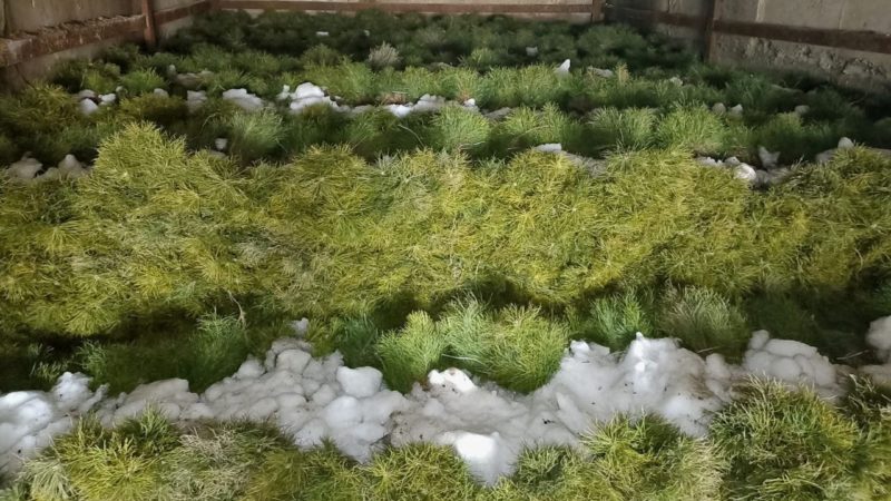 Жителям Рузского городского округа – о работах по лесовосстановлению