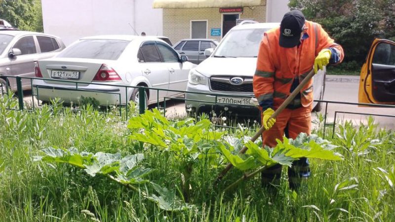 В Рузском округе окашивают общественные территории