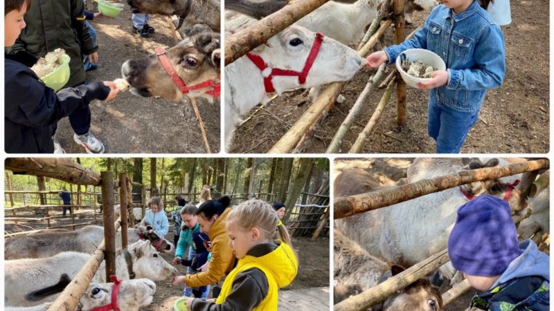 Лицеисты узнали много интересного об оленях