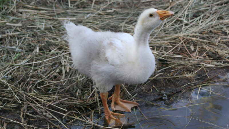 Жителям Рузского городского округа – о птичьем гриппе