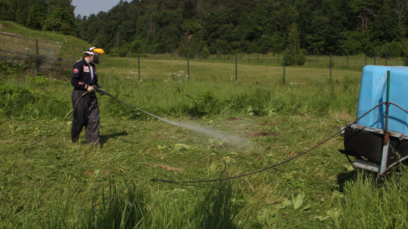 В Рузском округе борются с борщевиком на землях сельхозугодий