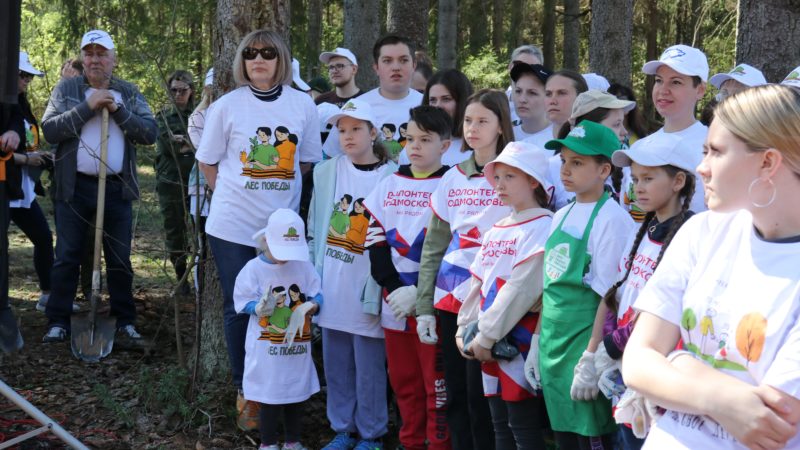 В Рузском округе «Лес Победы» сажали на четырех площадках