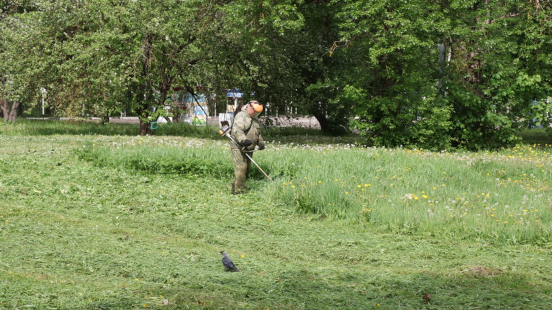 В Рузском округе косят траву и борщевик