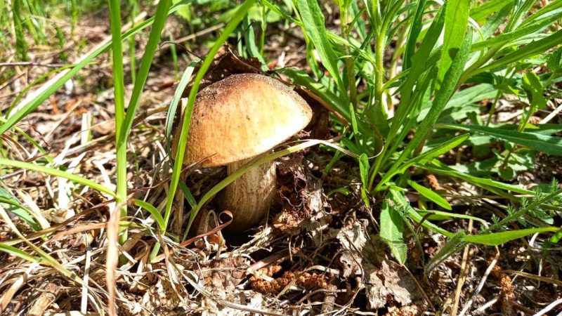 Ружанам – о первых грибах-колосовиках