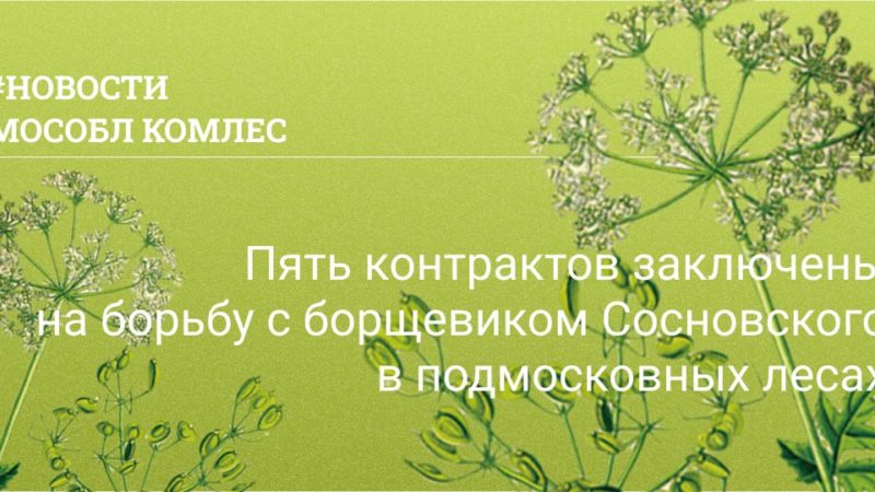 Пять контрактов заключены на борьбу с борщевиком Сосновского в подмосковных лесах