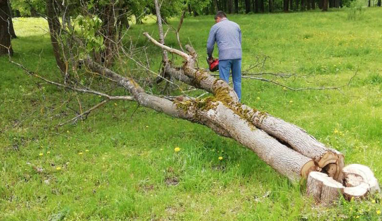 В Рузском округе вывозят порубочные остатки