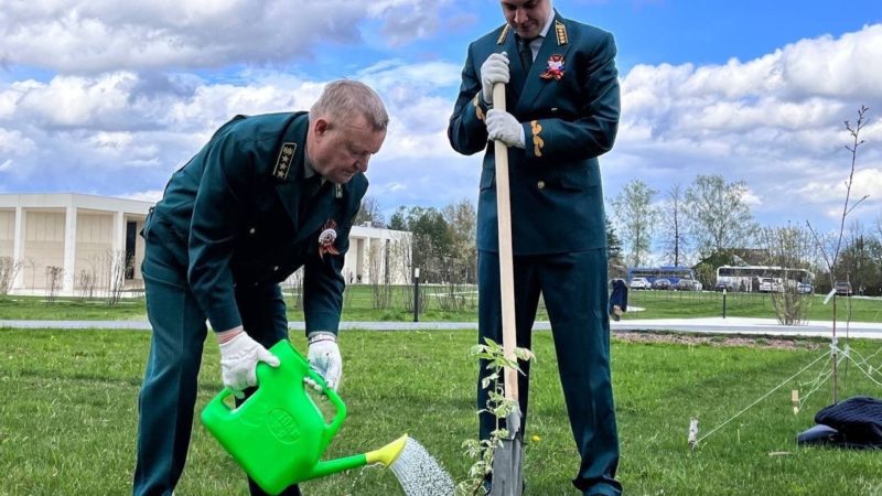 Саженцы кленов – на территории музея «ЗОЯ»