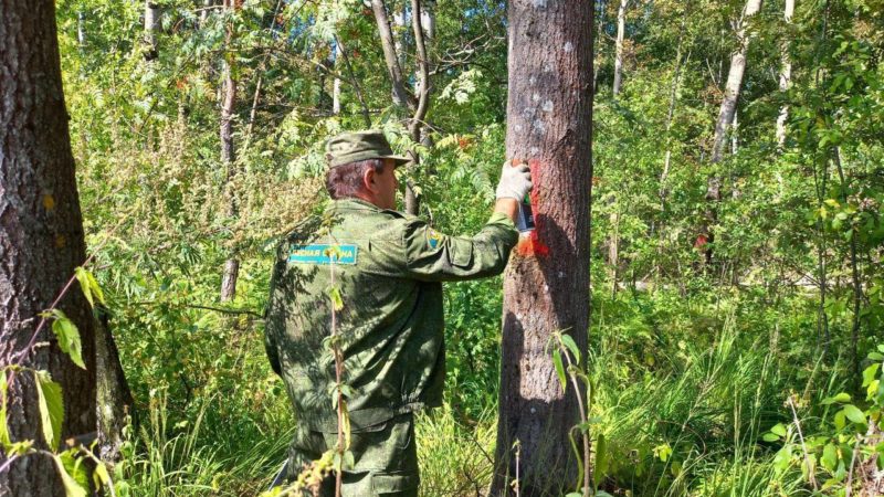 С начала года в Подмосковье с территории лесного фонда убрали более 2400 аварийных деревьев