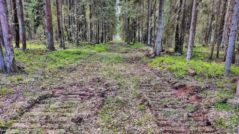 Более 650 км просек прочищено в лесах Московской области