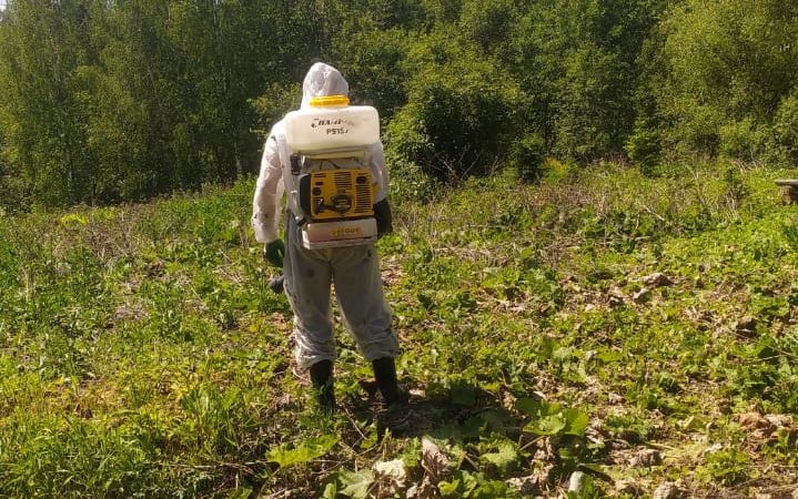 В Рузском округе уничтожают борщевик