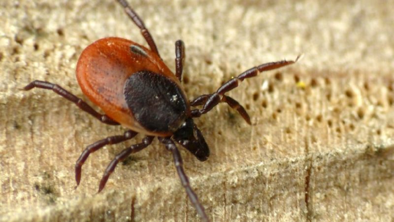 Ружане, берегите себя от укусов клещей!