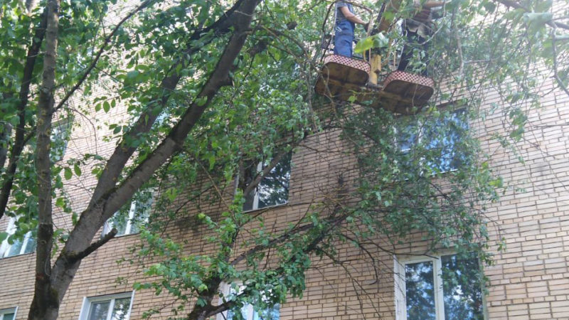 В Рузском округе приводят в порядок зеленые насаждения